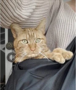 4Lazylegs Draagtas Honden - Zwart - < 15kg -Dieren Product Winkel 1020x1200 3