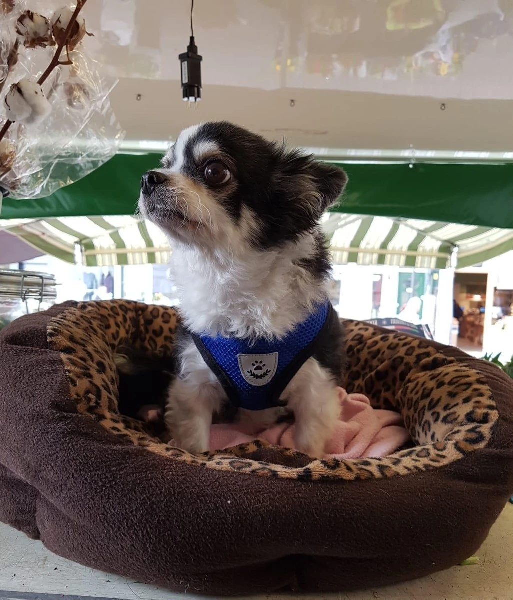 Luxyana® Honden Tuigje - XS - 25-28cm - Geschikt Voor Puppy En Als Kattentuigje - Easy Step-in Hondenharnas - Inclusief Bijpassend Riempje - Zwart 9 Luxyana® Honden Tuigje - XS - 25-28cm - Geschikt Voor Puppy En Als Kattentuigje - Easy Step-in Hondenharnas - Inclusief Bijpassend Riempje - Zwart - Afbeelding 9