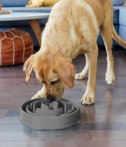 Outward Hound Slo Bowl Fun Feeder Voerbak - Anti Schrok Voerbak - Voerbak Slo-Bowl Mini Drop Teal Lichtblauw - 22X22X5 CM 28 Outward Hound Slo Bowl Fun Feeder Voerbak - Anti Schrok Voerbak - Voerbak Slo-Bowl Mini Drop Teal Lichtblauw - 22X22X5 CM -Dieren Product Winkel 1030x1200 2