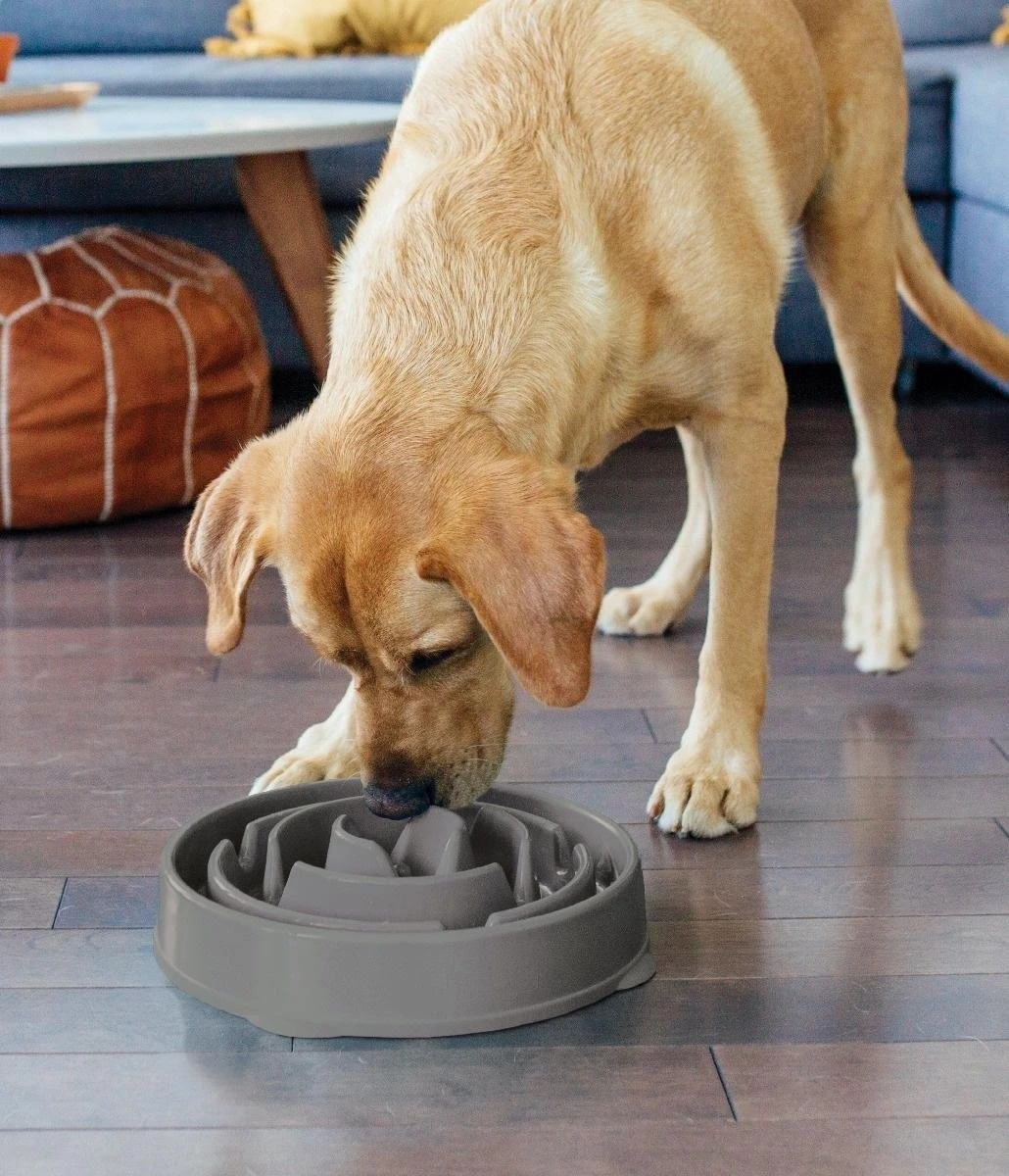 Outward Hound Slo Bowl Fun Feeder Voerbak - M - Oranje - Ø 28 Cm 10 Outward Hound Slo Bowl Fun Feeder Voerbak - M - Oranje - Ø 28 Cm - Afbeelding 10