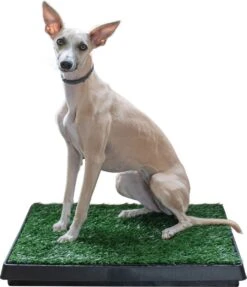 Adori Trainingsmat Gras - Hondentoilet - 50x63 Cm Multi-Color -Dieren Product Winkel 1034x1200 3