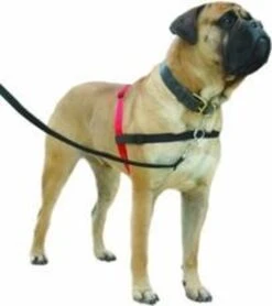 Company Of Animals Halti Harnass - Anti Trektuigje - Hond - Large - Borstomvang Boven De 80 Cm – Zwart 20 Company Of Animals Halti Harnass - Anti Trektuigje - Hond - Large - Borstomvang Boven De 80 Cm – Zwart -Dieren Product Winkel 1065x1200 6