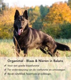 Blaas En Nieren In Balans - Hond (tot 30kg) - O.a. Bij Blaasontsteking En Blaasgruis - 45 Tabletten A 700mg -Dieren Product Winkel 1071x1200 7