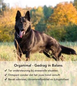 Gedrag In Balans - Hond (tot 30kg) - O.a. Bij Stress En Angst - 45 Tabletten A 400mg -Dieren Product Winkel 1071x1200 8