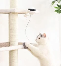 Merkloos Kattenspeelgoed - Katten Speelgoed - Katten Speeltje - Katten Bal - Katten - Kattenhengel - Kitten Speelgoed - Kattenspeeltjes - Elektrische - Muis - Automatische Hengel - Bal - Poes - Katten - Prooi - Kat - Poesjes - Interactief Kattenspeelgoed -Dieren Product Winkel 1105x1200 3