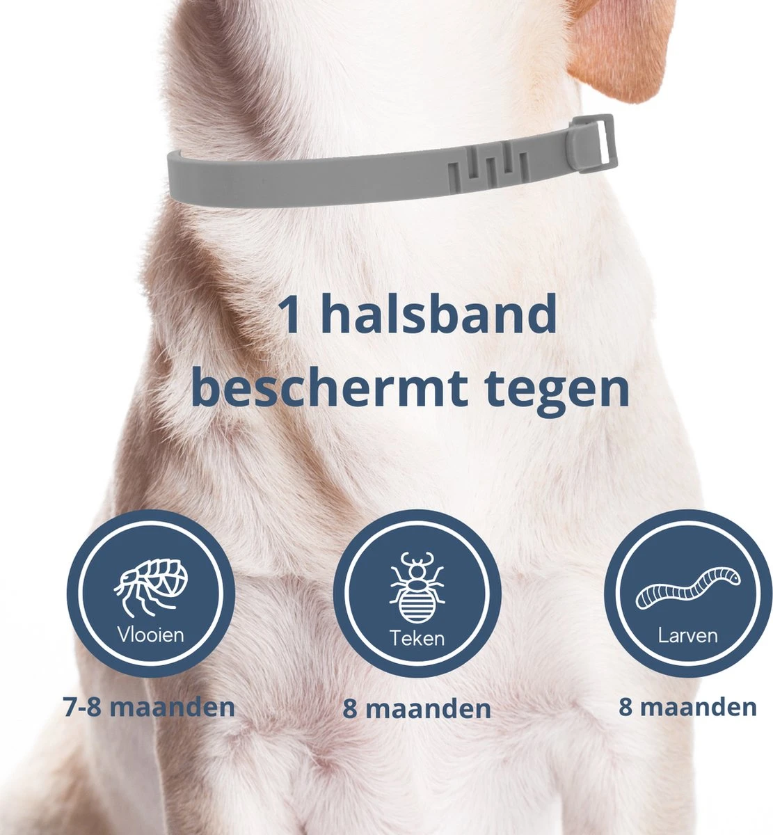 Merkloos Vlooienband Hond - 8 Maanden Bescherming - Vlooienband - Natuurlijk - Tekenband - Anti Vlooien - 63cm - Fit All Sizes - Vlooienbandjes Hond - Vlooien - Teken 2 Merkloos Vlooienband Hond - 8 Maanden Bescherming - Vlooienband - Natuurlijk - Tekenband - Anti Vlooien - 63cm - Fit All Sizes - Vlooienbandjes Hond - Vlooien - Teken - Afbeelding 2