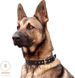 Honden Halsband Met Naam En Telefoonnummer - Leer 100% - Hondenhalsband Met ID TAG - Maat M -Dieren Product Winkel 1143x1200 18