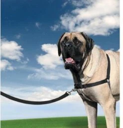 Petsafe Easy Walk® Deluxe Harness - Hondentuigje - Blauw - M - 1,8 M -Dieren Product Winkel 1152x1200 8