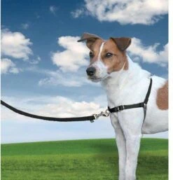 Petsafe Easy Walk® Deluxe Harness - Hondentuigje - Blauw - M - 1,8 M -Dieren Product Winkel 1152x1200 9