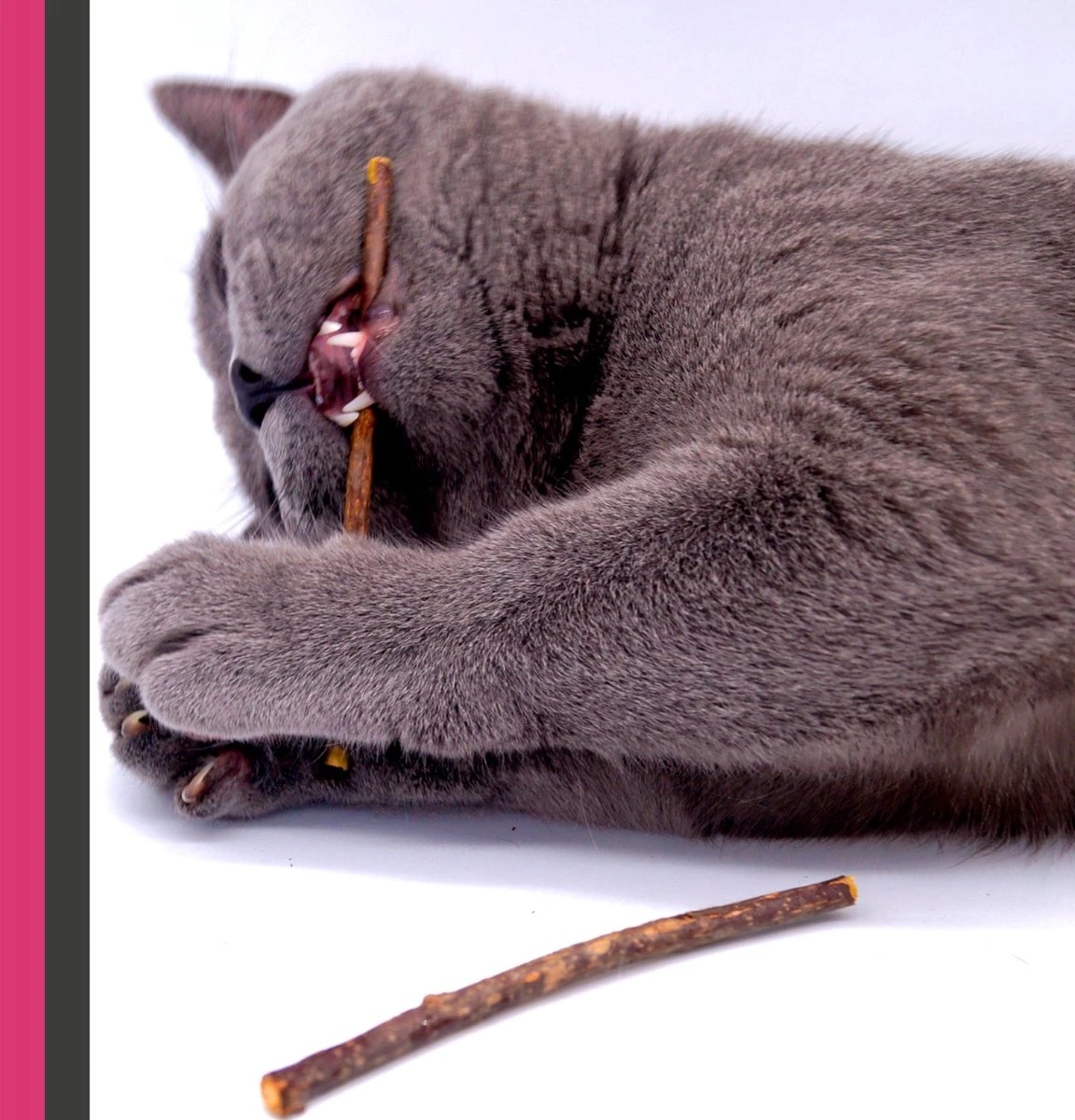 Make Me Purr Matatabi Sticks (20 Stuks) - Silver Vine Kattenkruid Stokjes - Catnip Effect Kauwstokjes - Kattensnack Kattensnoepjes - Kattenspeelgoed Kattenspeeltjes 5 Make Me Purr Matatabi Sticks (20 Stuks) - Silver Vine Kattenkruid Stokjes - Catnip Effect Kauwstokjes - Kattensnack Kattensnoepjes - Kattenspeelgoed Kattenspeeltjes - Afbeelding 5