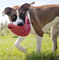 Kong Flyer Frisbee - Hondenspeelgoed - Rood - Ø25 Cm -Dieren Product Winkel 1174x1200 17