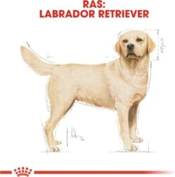 Royal Canin Labrador Retriever Adult 12 KG 28 Royal Canin Labrador Retriever Adult 12 KG -Dieren Product Winkel 1185x1200 13