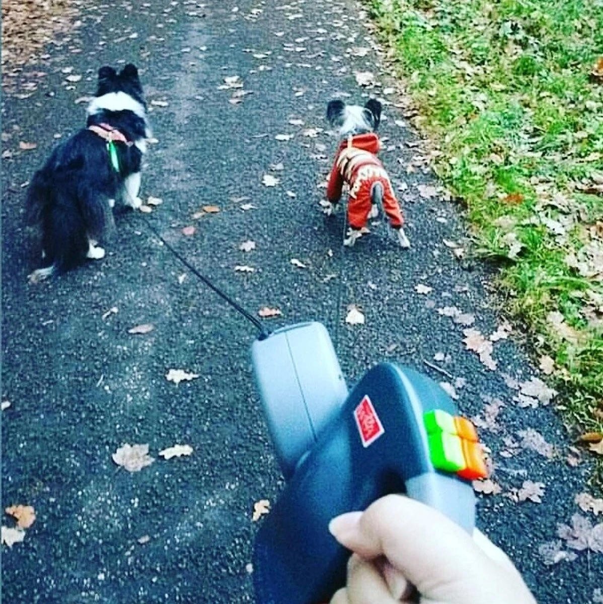 Merkloos Dubbele Hondenriem Voor Twee Honden - Grijs - Tot 22 Kg (per Hond) - 300 Cm 6 Merkloos Dubbele Hondenriem Voor Twee Honden - Grijs - Tot 22 Kg (per Hond) - 300 Cm - Afbeelding 6