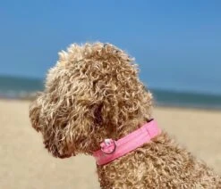 Lichtgevende Halsband LED Maat XS 28 - 38 Cm USB Oplaadbaar Hondenhalsband Puppy Riem - Roze Hond Dog Kat Kitten Cat - Dutchwide -Dieren Product Winkel 1200x1030 12