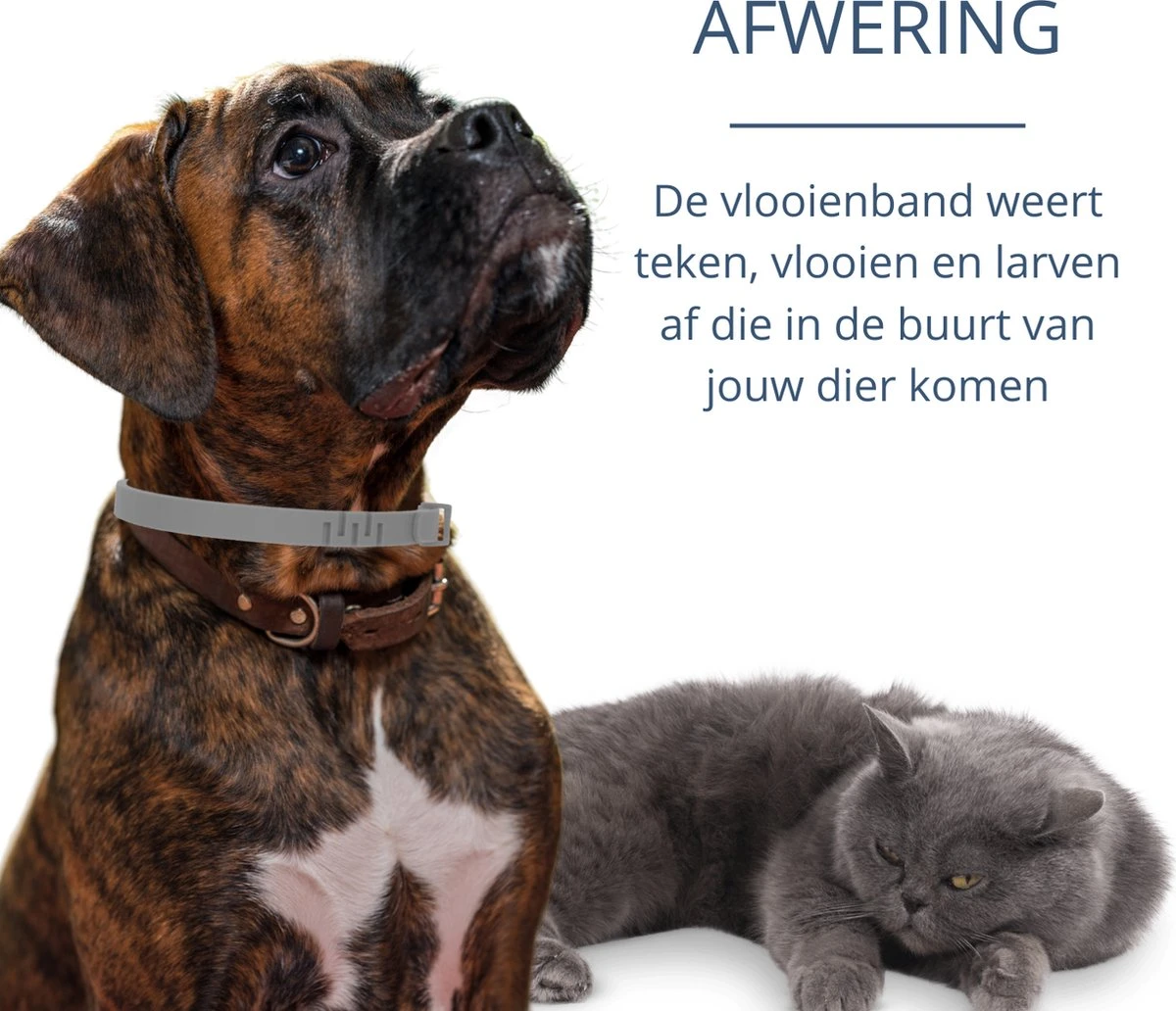 Merkloos Vlooienband Hond - 8 Maanden Bescherming - Vlooienband - Natuurlijk - Tekenband - Anti Vlooien - 63cm - Fit All Sizes - Vlooienbandjes Hond - Vlooien - Teken 5 Merkloos Vlooienband Hond - 8 Maanden Bescherming - Vlooienband - Natuurlijk - Tekenband - Anti Vlooien - 63cm - Fit All Sizes - Vlooienbandjes Hond - Vlooien - Teken - Afbeelding 5