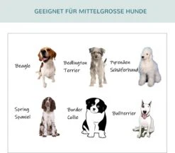 PawHut Hondenbox Inklapbare Hondentransportbox Dier 2 Kleuren 5 Maten 1O-T46O-R3DG-2 16 PawHut Hondenbox Inklapbare Hondentransportbox Dier 2 Kleuren 5 Maten 1O-T46O-R3DG-2 -Dieren Product Winkel 1200x1051 4