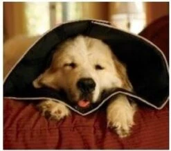 Comfy Cone Hondenkraag Medium - Zwart -Dieren Product Winkel 1200x1057 15