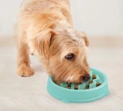 Outward Hound Slo Bowl Fun Feeder Voerbak - Anti Schrok Voerbak - Voerbak Slo-Bowl Mini Drop Teal Lichtblauw - 22X22X5 CM 24 Outward Hound Slo Bowl Fun Feeder Voerbak - Anti Schrok Voerbak - Voerbak Slo-Bowl Mini Drop Teal Lichtblauw - 22X22X5 CM -Dieren Product Winkel 1200x1078 5