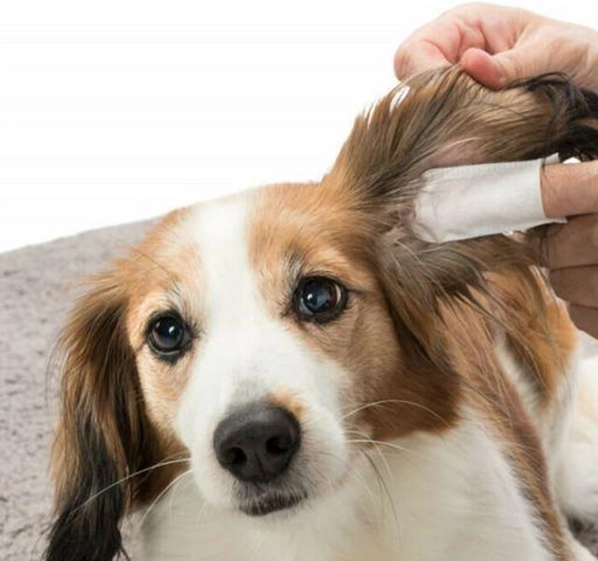 Trixie Vingerdoekjes Voor De Oorverzorging - Oorverzorgingsmiddel - 50 Stuks 4 Trixie Vingerdoekjes Voor De Oorverzorging - Oorverzorgingsmiddel - 50 Stuks - Afbeelding 4