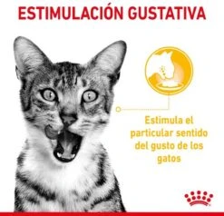 Royal Canin Sensory Multipack Mix - In Gravy - Kattenvoer - 12x85 G -Dieren Product Winkel 1200x1157 1