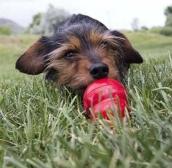 Kong Kauwbot - Hondenspeelgoed - Rood - L -Dieren Product Winkel 1200x1171 24