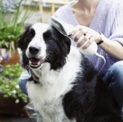 Merkloos HondenFöhn En Borstel - RVS Borstel - Huisdieren - 2 In 1 Hondenföhn 12 Merkloos HondenFöhn En Borstel - RVS Borstel - Huisdieren - 2 In 1 Hondenföhn -Dieren Product Winkel 1200x1190 20