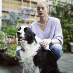 Merkloos HondenFöhn En Borstel - RVS Borstel - Huisdieren - 2 In 1 Hondenföhn 15 Merkloos HondenFöhn En Borstel - RVS Borstel - Huisdieren - 2 In 1 Hondenföhn -Dieren Product Winkel 1200x1190 21