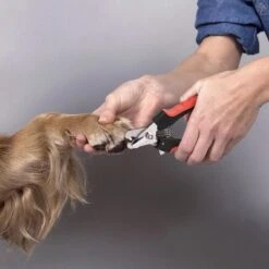 Merkloos Professionele Nagelschaar - Dieren Nagelschaar - Rood & Zwart - Honden Nagelknipper - Hondennagels - Honden Knip Schaar - Honden Knipsch 11 Merkloos Professionele Nagelschaar - Dieren Nagelschaar - Rood & Zwart - Honden Nagelknipper - Hondennagels - Honden Knip Schaar - Honden Knipsch -Dieren Product Winkel 1200x1198 17