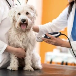 Nobleza Dieren Tondeuse Set - 4 Opzetkammen - Draadloos - Voor Huisdieren Katten & Honden 14 Nobleza Dieren Tondeuse Set - 4 Opzetkammen - Draadloos - Voor Huisdieren Katten & Honden -Dieren Product Winkel 1200x1200 1215