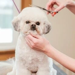 Merkloos Premium Gebogen Trimschaar Honden - Huisdier Trimmen - Hoofd, Poten Ogen & Oren - Kat & Hond Knippen - Veilige Schaar 11 Merkloos Premium Gebogen Trimschaar Honden - Huisdier Trimmen - Hoofd, Poten Ogen & Oren - Kat & Hond Knippen - Veilige Schaar -Dieren Product Winkel 1200x1200 1298