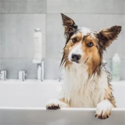 Greenfields Vacht Verzorging Set Voor Honden Shampoo, Conditioner & Droogshampoo 12 Greenfields Vacht Verzorging Set Voor Honden Shampoo, Conditioner & Droogshampoo -Dieren Product Winkel 1200x1200 1361