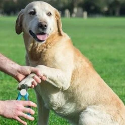WVspecials® Professionele Dieren Nagelschaar Met Led Licht - Dieren Nagelschaar - Nagelschaar Hond - Honden Nagelknipper - Hondennagels - Honden Knip Schaar - Nageltang - Met LED Licht, Veiligheidsstop En Nagelvijl - Black Friday - Sinterklaas 6 WVspecials® Professionele Dieren Nagelschaar Met Led Licht - Dieren Nagelschaar - Nagelschaar Hond - Honden Nagelknipper - Hondennagels - Honden Knip Schaar - Nageltang - Met LED Licht, Veiligheidsstop En Nagelvijl - Black Friday - Sinterklaas -Dieren Product Winkel 1200x1200 1441