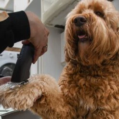 Clipr Ultimate 2-speed Hondentondeuse Op Accu -Dieren Product Winkel 1200x1200 1512