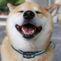 Premium Anti Blafband Apparaat Om Je Hond Snel En Effectief Te Laten Stoppen Met Blaffen - Diervriendelijke Opvoedingshalsband Zonder Schok - Trainingshalsband Voor Grote En Kleine Honden - Anti Blaf Apparaat - Correctie Halsband -Dieren Product Winkel 1200x1200 1554