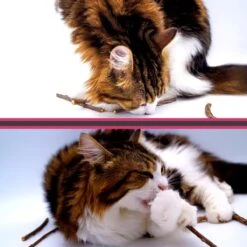 Make Me Purr Matatabi Sticks (10 Stuks) - Silver Vine Kattenkruid Stokjes - Catnip Effect Kauwstokjes - Kattensnack Kattensnoepjes - Kattenspeelgoed Kattenspeeltjes -Dieren Product Winkel 1200x1200 158