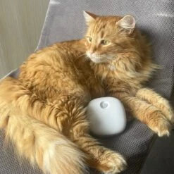 Pettadore Air Insight - Kattenbak Geurverdrijver & Teller - Actieve Zuurstof En Ionen - Oplaadbaar - Met App 26 Pettadore Air Insight - Kattenbak Geurverdrijver & Teller - Actieve Zuurstof En Ionen - Oplaadbaar - Met App -Dieren Product Winkel 1200x1200 1584