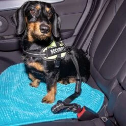Doggz - Autogordel Hond - Nieuw Past In Alle Auto's Door Kliksysteem En Haak - Extra Stevig - Hondengordel Voor Auto - Honden Autogordel -Dieren Product Winkel 1200x1200 1955
