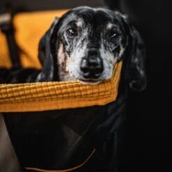 Kurgo - Skybox Booster Seat - Black/Orange - Hondenstoeltje - Hoogzitter Om Naar Buiten Te Kijken -Dieren Product Winkel 1200x1200 1970