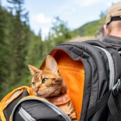 Hondenrugzak Voor Kleine Honden Met Diverse Opbergvakken - Voor Honden Tot 11 Kg - Kurgo G-train K9 - 33x53x25cm - Black 18 Hondenrugzak Voor Kleine Honden Met Diverse Opbergvakken - Voor Honden Tot 11 Kg - Kurgo G-train K9 - 33x53x25cm - Black -Dieren Product Winkel 1200x1200 2209