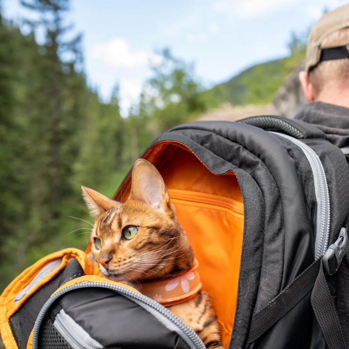 Hondenrugzak Voor Kleine Honden Met Diverse Opbergvakken - Voor Honden Tot 11 Kg - Kurgo G-train K9 - 33x53x25cm - Black 7 Hondenrugzak Voor Kleine Honden Met Diverse Opbergvakken - Voor Honden Tot 11 Kg - Kurgo G-train K9 - 33x53x25cm - Black - Afbeelding 7