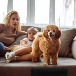 Relaxdays Hondentrap 3 Treden - Trapje Voor Honden - Opstapje Hond - Binnen - Hondentrapje - Zwart -Dieren Product Winkel 1200x1200 2241