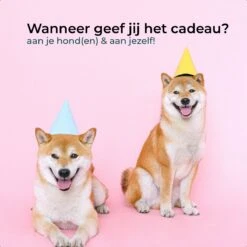 AYOO Hondentrap - Hondentrapje Voor Honden - Hondenloopplank - Trap Hond - Hondentrapje - Inklapbaar - In Hoogte Verstelbaar - Zwart - Inclusief Draagtas En Speeltouw -Dieren Product Winkel 1200x1200 2256