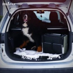 Hondentrap Auto Voor Grote En Kleine Honden PRIORPET - Oplichtende Markering - Opvouwbare Autotrap Voor Stijve Gewrichten - Hondenloopplank Geschikt Voor Alle Auto's - Antislip - 6 Treden -Dieren Product Winkel 1200x1200 2262