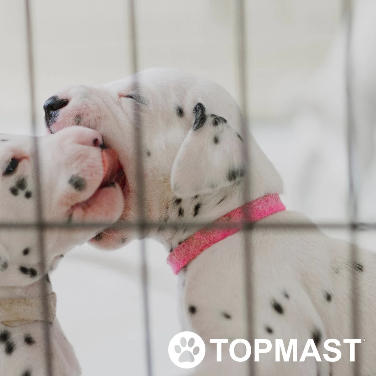 Topmast Puppyren Uitvouwbaar - Zwart - 560 Cm Omtrek - 76 Cm Hoog - Opvouwbaar - Expandable XL - Hondenren 4 Topmast Puppyren Uitvouwbaar - Zwart - 560 Cm Omtrek - 76 Cm Hoog - Opvouwbaar - Expandable XL - Hondenren - Afbeelding 4