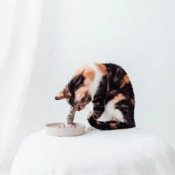 District 70 BAMBOO Slowfeeder - Stijlvolle Anti-schrok Voerbak Voor Katten – Merengue - Ø13 Cm 29 District 70 BAMBOO Slowfeeder - Stijlvolle Anti-schrok Voerbak Voor Katten – Merengue - Ø13 Cm -Dieren Product Winkel 1200x1200 2487