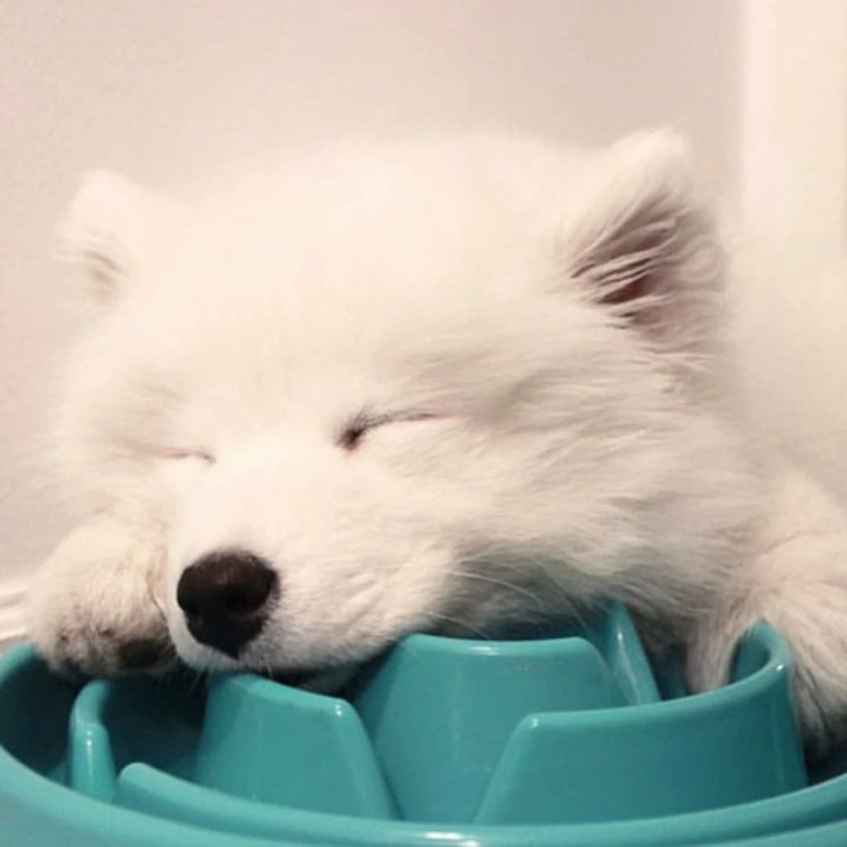 Outward Hound Slo Bowl Fun Feeder Voerbak - Anti Schrok Voerbak - Voerbak Slo-Bowl Mini Drop Teal Lichtblauw - 22X22X5 CM 2 Outward Hound Slo Bowl Fun Feeder Voerbak - Anti Schrok Voerbak - Voerbak Slo-Bowl Mini Drop Teal Lichtblauw - 22X22X5 CM - Afbeelding 2