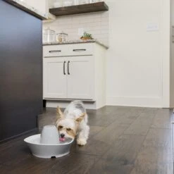 PetSafe® Streamside Ceramic Pet Fountain - Keramische Drinkfontein Voor Katten En Kleine Honden - Water Borrelt Zacht Over De Toren - Door Het Design Van Alle Kanten Bereikbaar - 1,8 Liter - PetSafe Streamside 13 PetSafe® Streamside Ceramic Pet Fountain - Keramische Drinkfontein Voor Katten En Kleine Honden - Water Borrelt Zacht Over De Toren - Door Het Design Van Alle Kanten Bereikbaar - 1,8 Liter - PetSafe Streamside -Dieren Product Winkel 1200x1200 266