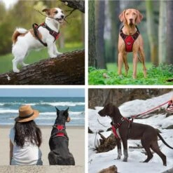 Hondenharnas – Inclusief Hondenriem – Reflecterend – Hondentuig – Hondenriem – Y Tuig Hond - Anti Trek Tuig - Zwart – Maat M -Dieren Product Winkel 1200x1200 2815