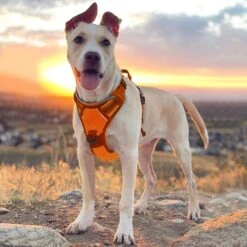 Sharon B - Hondentuigje - Voor Middelgrote Honden - Oranje - Maat M - No Pull - Anti Trek - Reflecterend - Hoeft Niet Over Het Hoofd Aangetrokken Te Worden -Dieren Product Winkel 1200x1200 2853