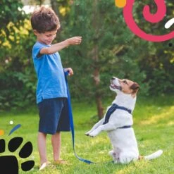 Hondentuig - Hondenharnas - Hondenriem - Anti Trek - Autogordel Hond - Zwart - Maat S -Dieren Product Winkel 1200x1200 2868